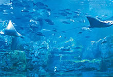大分マリーンパレス水族館（うみたまご）イメージ